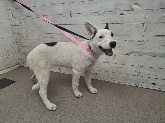 Sammy - Labrador Retriever