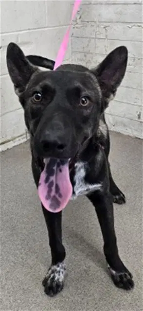 Jorge - German Shepherd Dog