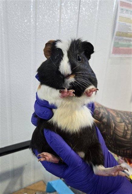 NATSU, a guinea pig for adoption from San Bernardino City Animal Control