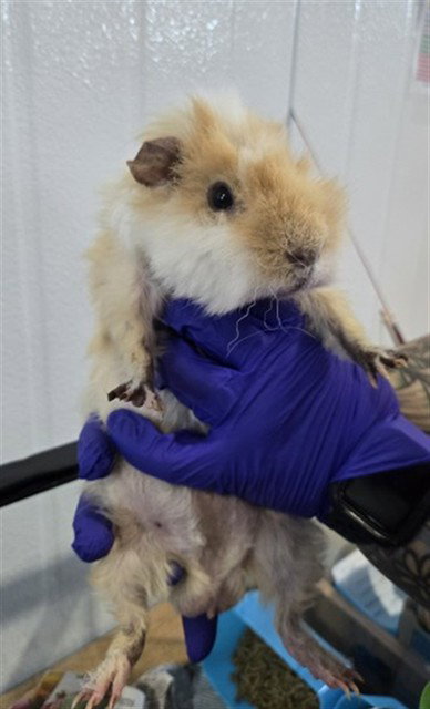 SUNNY, a guinea pig for adoption from San Bernardino City Animal Control