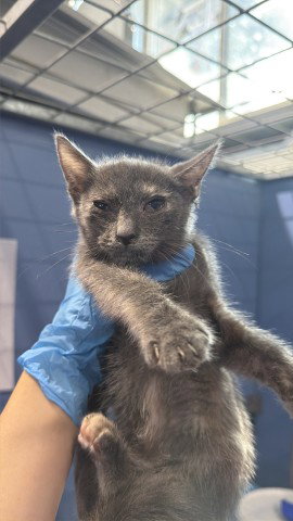 FLOR, a cat for adoption from San Bernardino City Animal Control