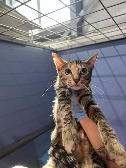 ASHLEY, a cat for adoption from San Bernardino City Animal Control