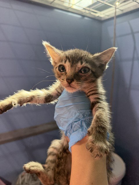 PETER, a cat for adoption from San Bernardino City Animal Control