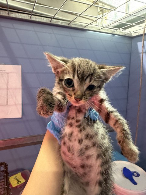 SKYLAR, a cat for adoption from San Bernardino City Animal Control
