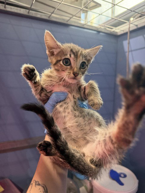 PENNY, a cat for adoption from San Bernardino City Animal Control