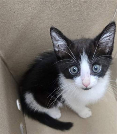 LUKE, a cat for adoption from San Bernardino City Animal Control