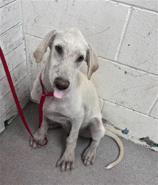 Proto - Labrador Retriever