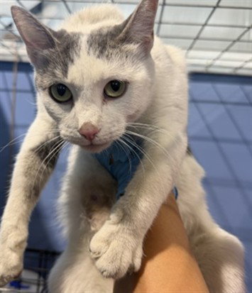 SERENDIPITY, a cat for adoption from San Bernardino City Animal Control