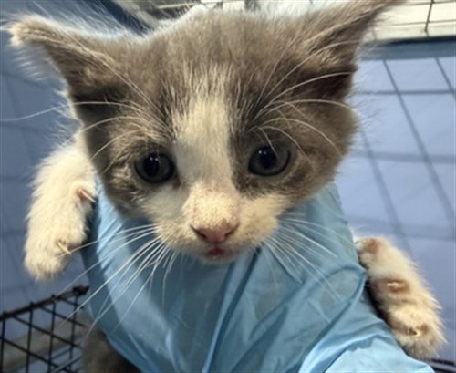 MARIPOSA, a cat for adoption from San Bernardino City Animal Control