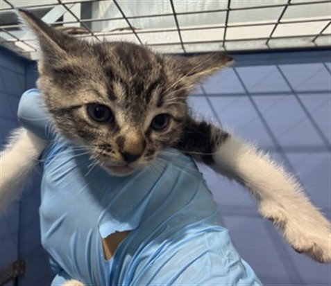 FELICITY, a cat for adoption from San Bernardino City Animal Control