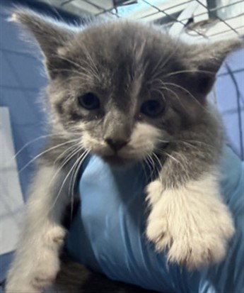 EVANGELINE, a cat for adoption from San Bernardino City Animal Control