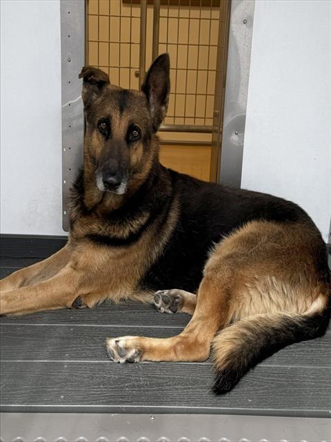 Caspian, German Shepherd Dog (medium coat)
