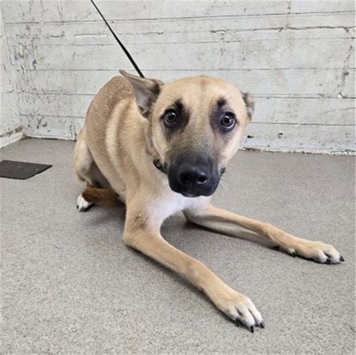 LEAH, a dog for adoption from San Bernardino City Animal Control