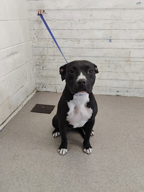 PRECIOUS, a dog for adoption from San Bernardino City Animal Control