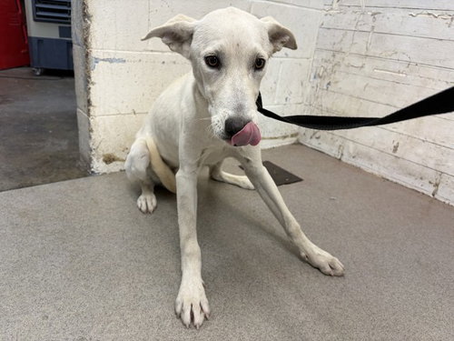 PORKCHOP, a dog for adoption from San Bernardino City Animal Control