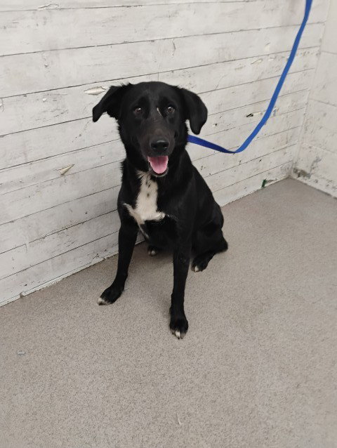 MISS WAGGLETON, a dog for adoption from San Bernardino City Animal Control