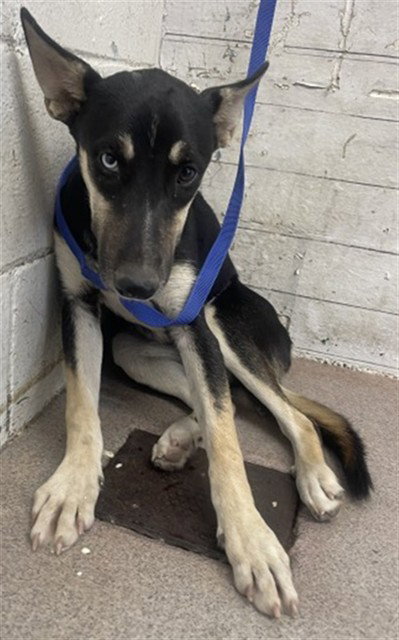 PUDDING, a dog for adoption from San Bernardino City Animal Control