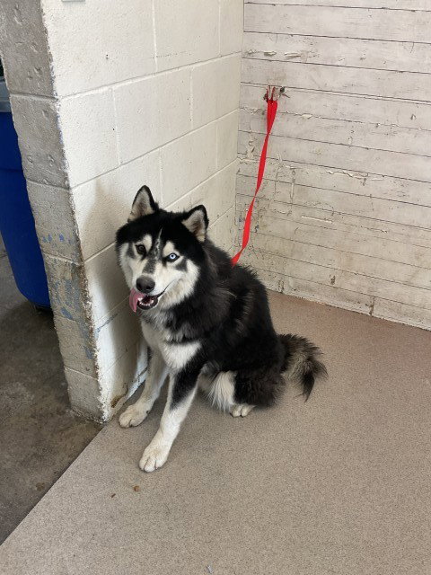 MR WIGGLES, a dog for adoption from San Bernardino City Animal Control