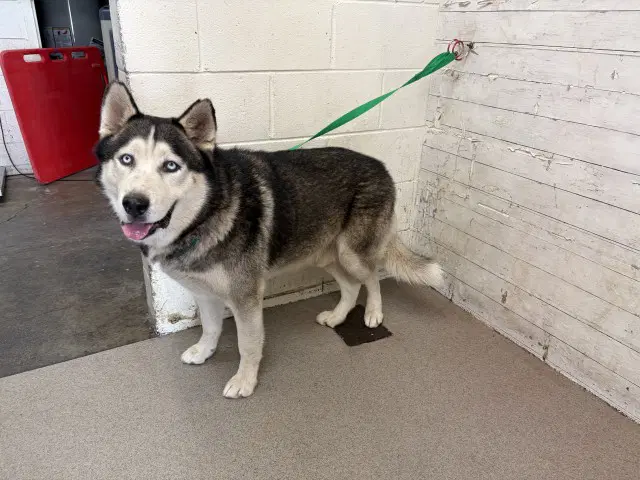 Pua - Siberian Husky