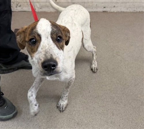 POTATO, a dog for adoption from San Bernardino City Animal Control