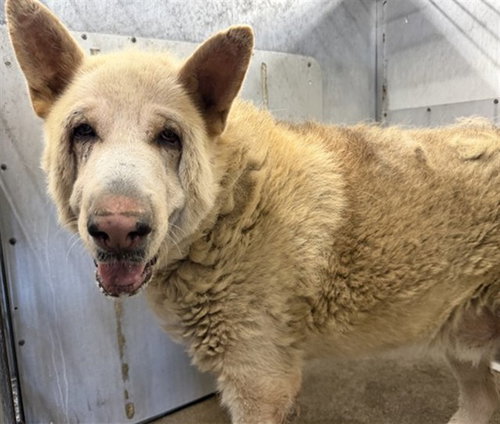 MUSHU, a dog for adoption from San Bernardino City Animal Control