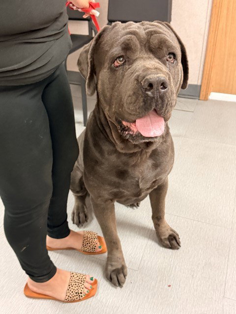 FATBOY, a dog for adoption from San Bernardino City Animal Control
