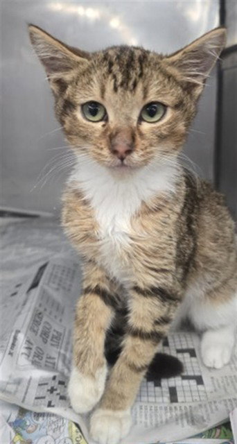 AURORA, a cat for adoption from San Bernardino City Animal Control