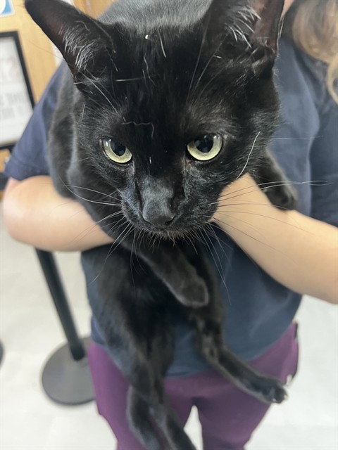 A597690, a cat for adoption from San Bernardino City Animal Control