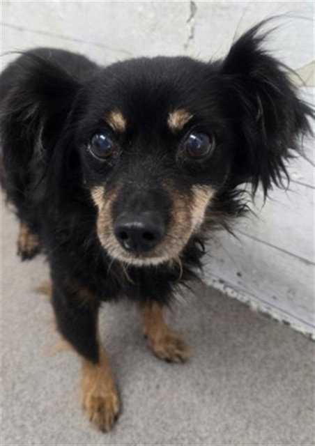 MIGHTY MOUSE, a dog for adoption from San Bernardino City Animal Control