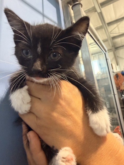 MISS PURRSALOT, a cat for adoption from San Bernardino City Animal Control