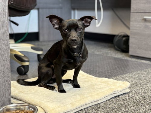 CHICO GRANDE, a dog for adoption from San Bernardino City Animal Control