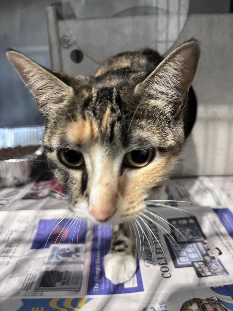 MISS DEMUR, a cat for adoption from San Bernardino City Animal Control