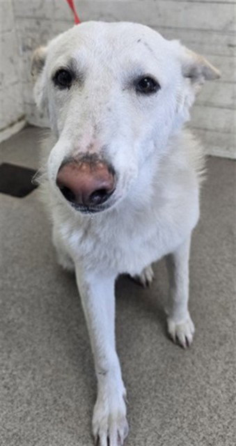 CASPER, a dog for adoption from San Bernardino City Animal Control