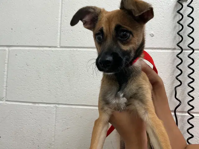 Courage - Chihuahua