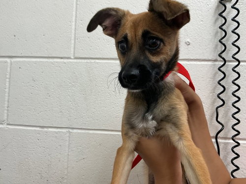 COURAGE, a dog for adoption from San Bernardino City Animal Control