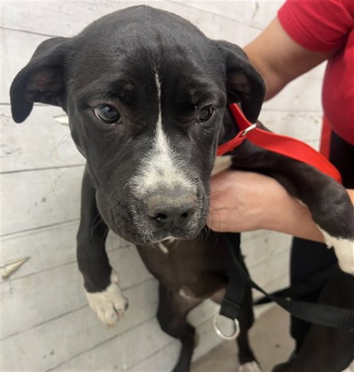 SALEM, a dog for adoption from San Bernardino City Animal Control