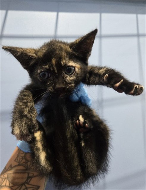 RAVEN, a cat for adoption from San Bernardino City Animal Control