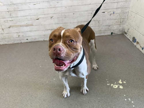 MYSTIQUE, a dog for adoption from San Bernardino City Animal Control
