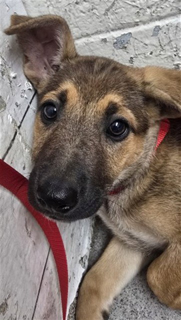 ALLI, a dog for adoption from San Bernardino City Animal Control