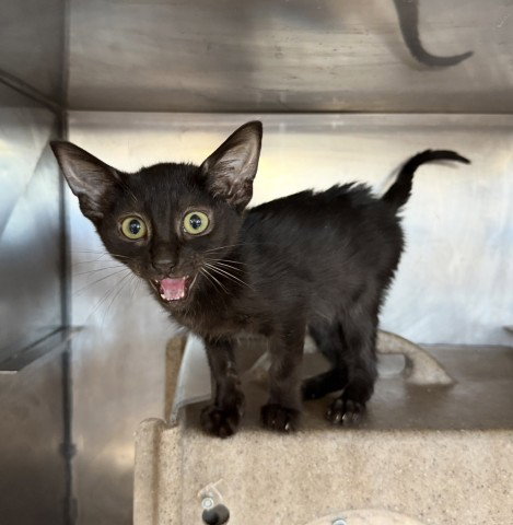 VLAD, a cat for adoption from San Bernardino City Animal Control