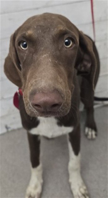 GLENDA, a dog for adoption from San Bernardino City Animal Control