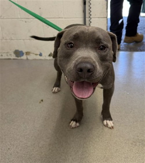 BIG BOY, a dog for adoption from San Bernardino City Animal Control
