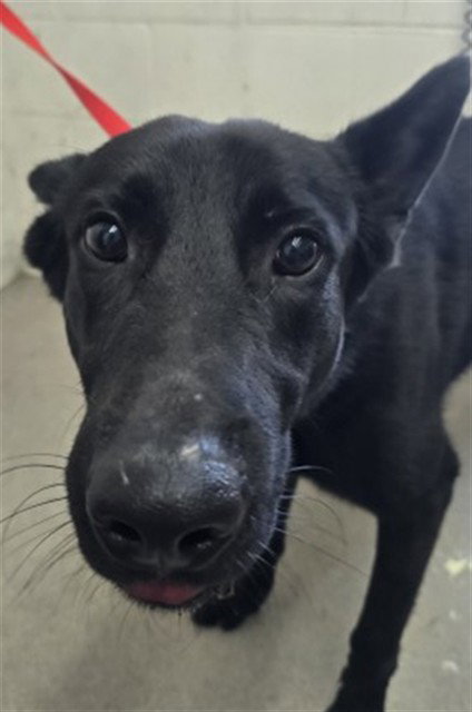Frankie, German Shepherd Dog