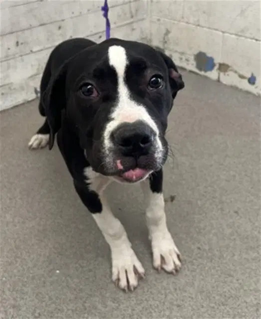 Boo Berry - Pit Bull Terrier