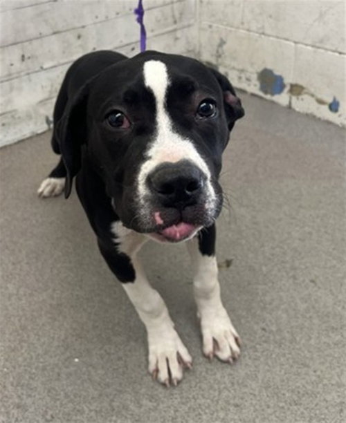 BOO BERRY, a dog for adoption from San Bernardino City Animal Control