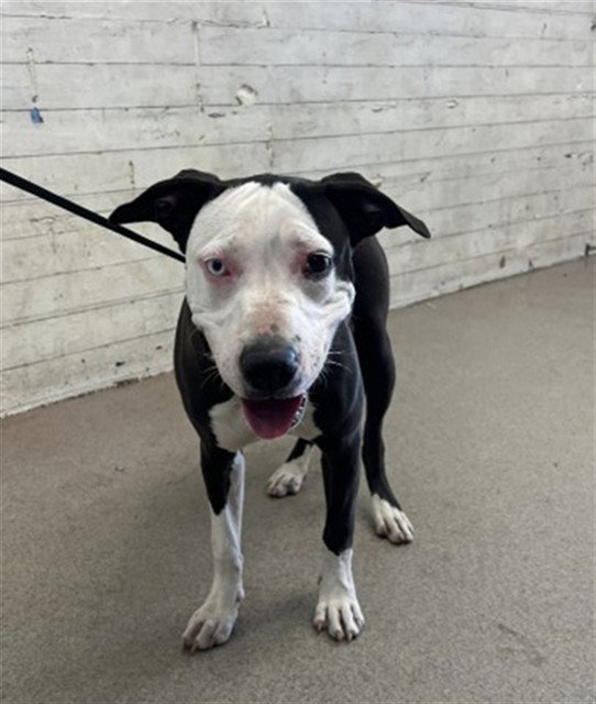 Coraline, Pit Bull Terrier