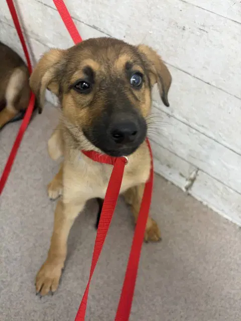 Moana - German Shepherd Dog