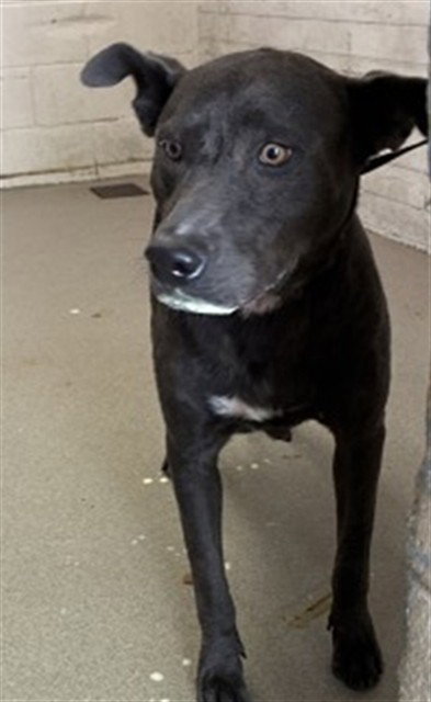 SALLY, a dog for adoption from San Bernardino City Animal Control