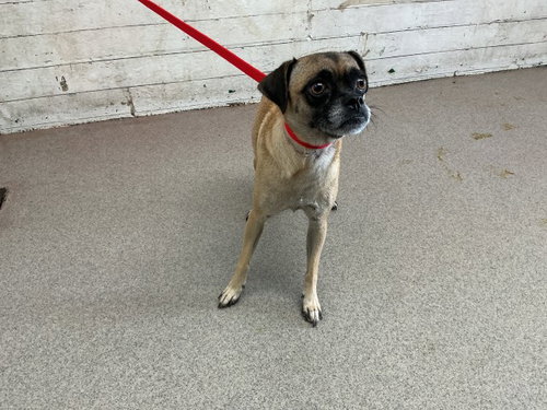 STAR, a dog for adoption from San Bernardino City Animal Control