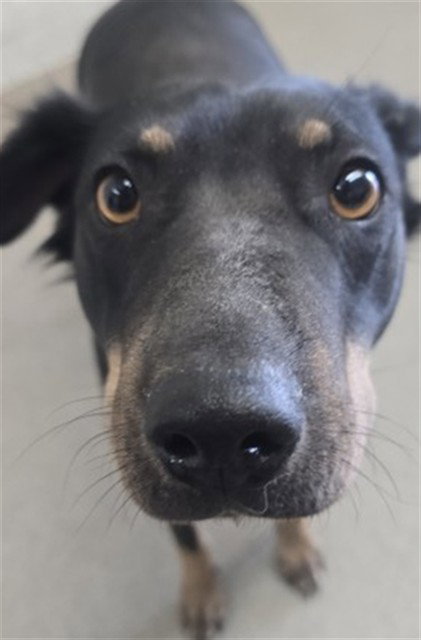 MILA, a dog for adoption from San Bernardino City Animal Control